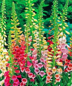 Colorful Foxglove Plants diamond painting