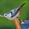 Female White Breasted Nuthatch Bird Diamond Painting