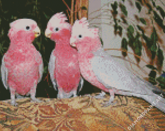 Grey And Pink Cockatoo Birds Diamond Painting