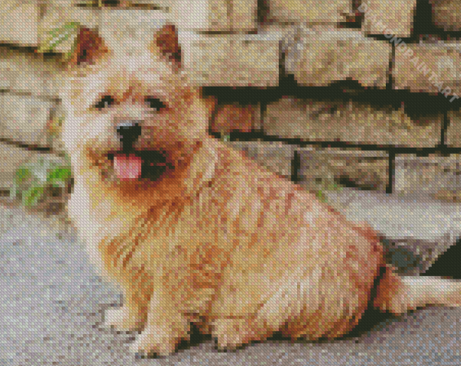 Norwich Terrier Dog Diamond Painting
