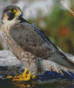 Aesthetic Falcon Bird diamond painting