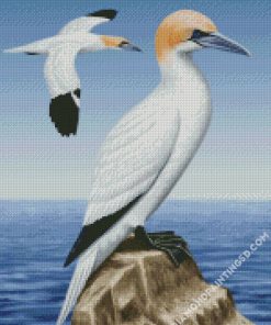Aesthetic Gannet Birds diamond painting
