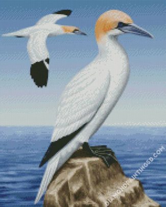 Aesthetic Gannet Birds diamond painting