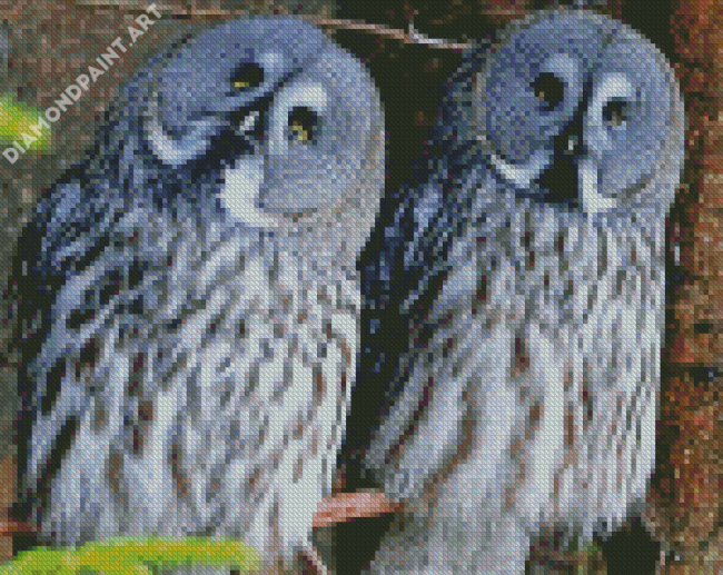 Owl Couple Birds Diamond Painting