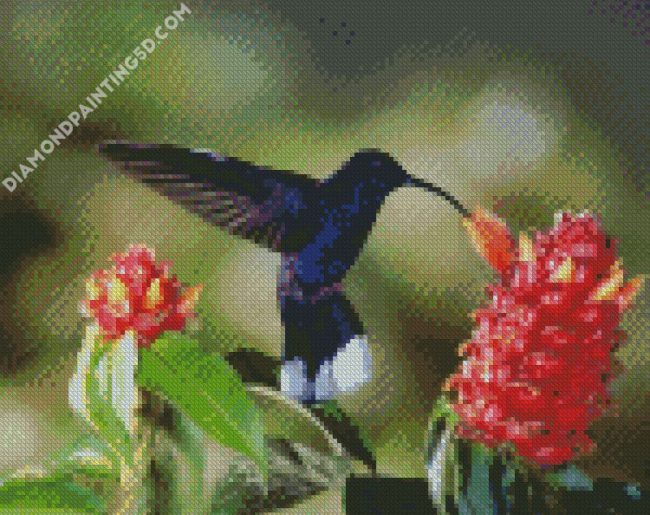 Blue Hummingbird diamond painting