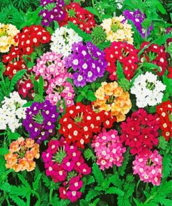 Colorful Flowers Verbena Diamond Painting