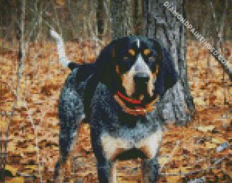 Coonhound Dog diamond painting