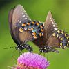 Swallowtail Butterflies diamond painting