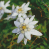White Edelweiss Diamond Painting