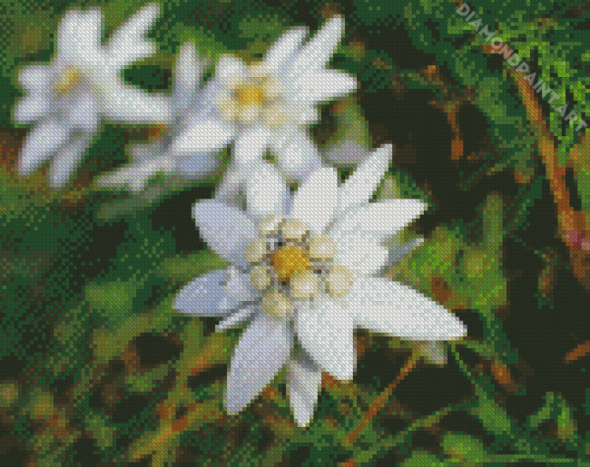White Edelweiss Diamond Painting