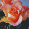 Beautiful Peach Roses Diamond Painting