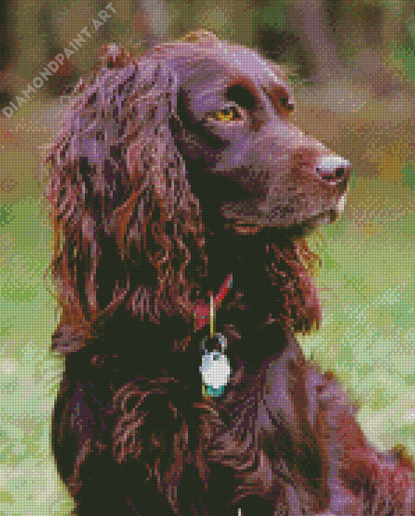 Boykin Spaniel Dog Diamond Painting