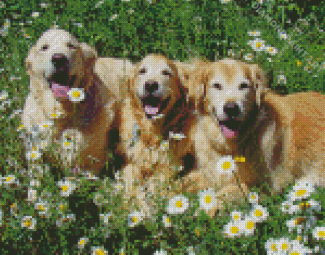 Golden Retriever Dogs With Daisies Diamond Painting