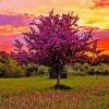 Lilac Tree Sunset Landscape Diamond Painting
