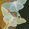 Luna Moth Insects Diamond Painting