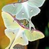 Luna Moth Insects Diamond Painting