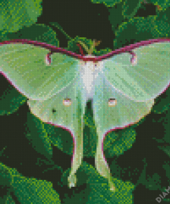 Luna Moth Diamond Painting