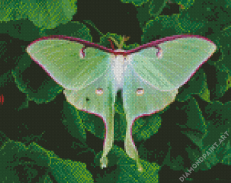 Luna Moth Diamond Painting