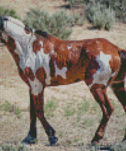 Piccaso The Wild Horse Diamond Painting