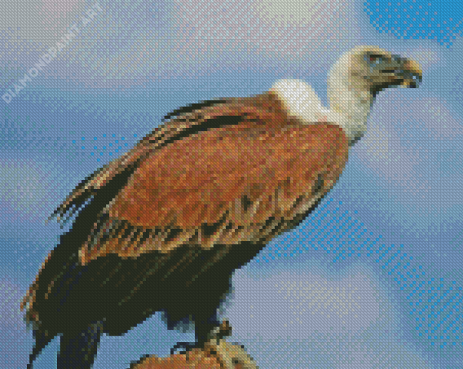 Vulture Diamond Painting