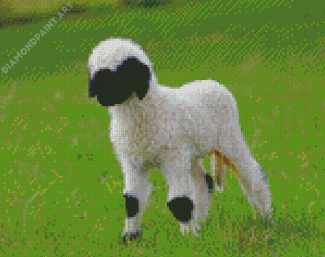 Baby Sheep Valais Blacknose Diamond Painting
