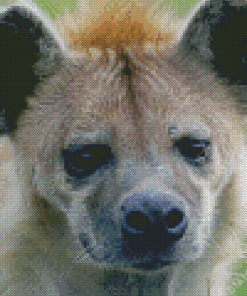 Close Up Spotted Hyena Face Diamond Painting