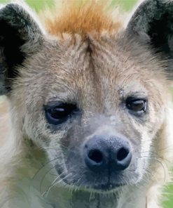 Close Up Spotted Hyena Face Diamond Painting
