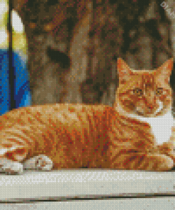 Cute Orange Tabby Cat Diamond Painting