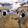 Cute Blacknose Sheep In Snow Diamond Painting