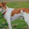 Dog Jack Russell Terrier Diamond Painting