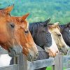 Five Horses Animals Diamond Painting
