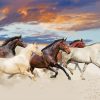 Five Horses In Desert Diamond Painting