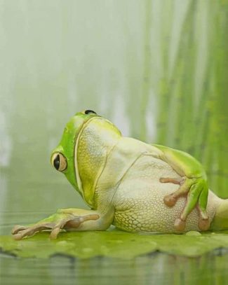 Frog Chilling On A Lily Pad Diamond Painting