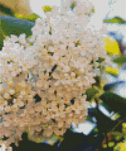White Japanese Tree Lilac Diamond Painting