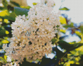White Japanese Tree Lilac Diamond Painting
