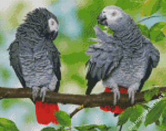African Grey Parrots On Stick Diamond Painting
