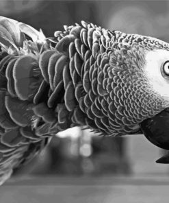 Black And White Grey Parrot Animals Diamond Painting