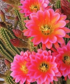 Cactus With Pink Roses Diamond Painting