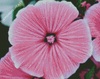 Close Up Pink Flowers Diamond Painting