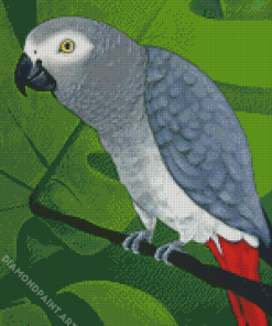 Grey Parrot Diamond Painting