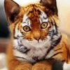 Kitten Tiger Diamond Painting
