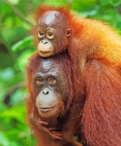 Orangutans Monkeys Animals Diamond Painting