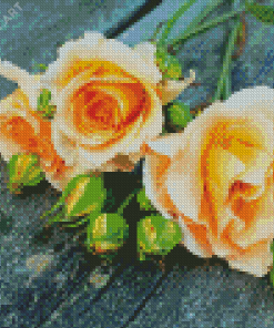 Peach Roses Diamond Painting
