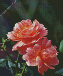 Peach Roses Flowers Plant Diamond Painting