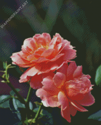 Peach Roses Flowers Plant Diamond Painting