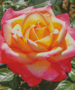 Yellow And Pink Peace Roses Diamond Painting