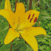 Yellow Lily Diamond Painting