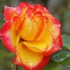 Yellow And Pink Roses With Water Drops Diamond Painting