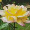 Yellow Pink Peace Roses Diamond Painting