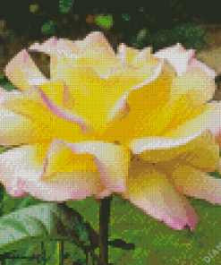 Yellow Pink Peace Roses Diamond Painting